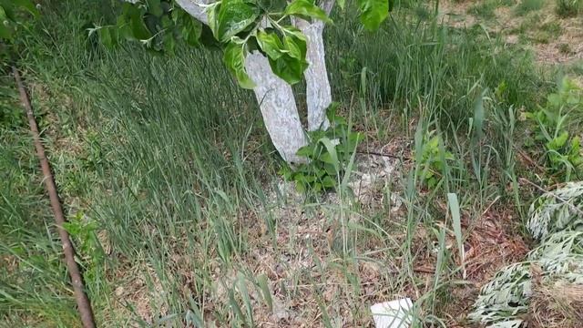 Обработка малины биопрепаратами от долгоносика.28.05.23.Сев.Каз..Ч.510. смотреть онлайн