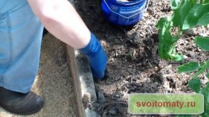 Как избавиться от муравьев в огороде