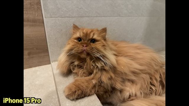 APPLE vs SAMSUNG... LUCHA de COMPACTOS!!! iPhone 15 Pro VS Galaxy S23 смотреть онлайн