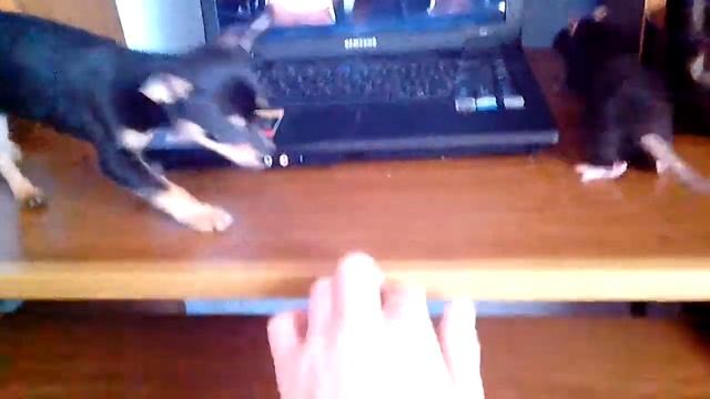 Батл - той терьер и крыса смотреть онлайн