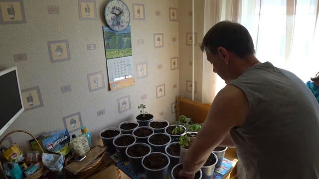 Пересаживаем (Пикируем) томаты. смотреть онлайн