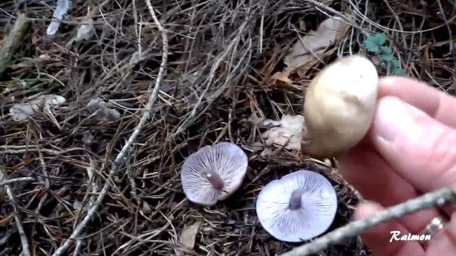 Seta lepista nuda ( pie azul ) comestible смотреть онлайн