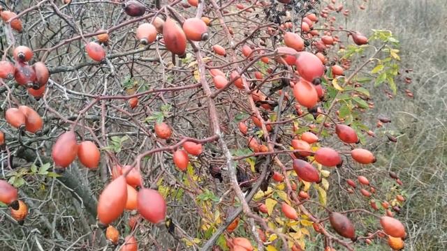 21 ноября праздник Михайлов День . Народные традиции