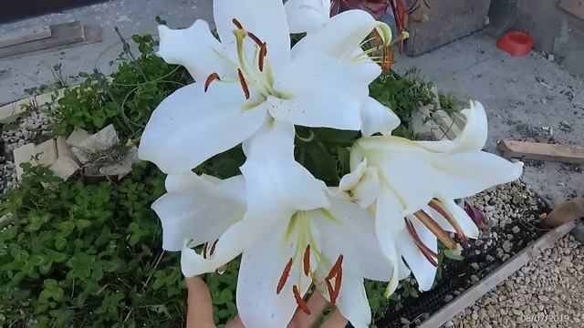 Ужасы огорода. Кошки - Игорёшки смотреть онлайн