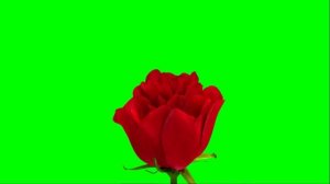 Футаж Роза распускается хромакей