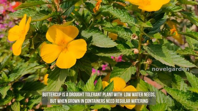 Cuban ButterCup Complete Care | Permanent Flowering Plant പറമ്പിൽ കാണുന്ന ഈ ചെടിയെ കുറിച്ച് അറിയാമോ смотреть онлайн