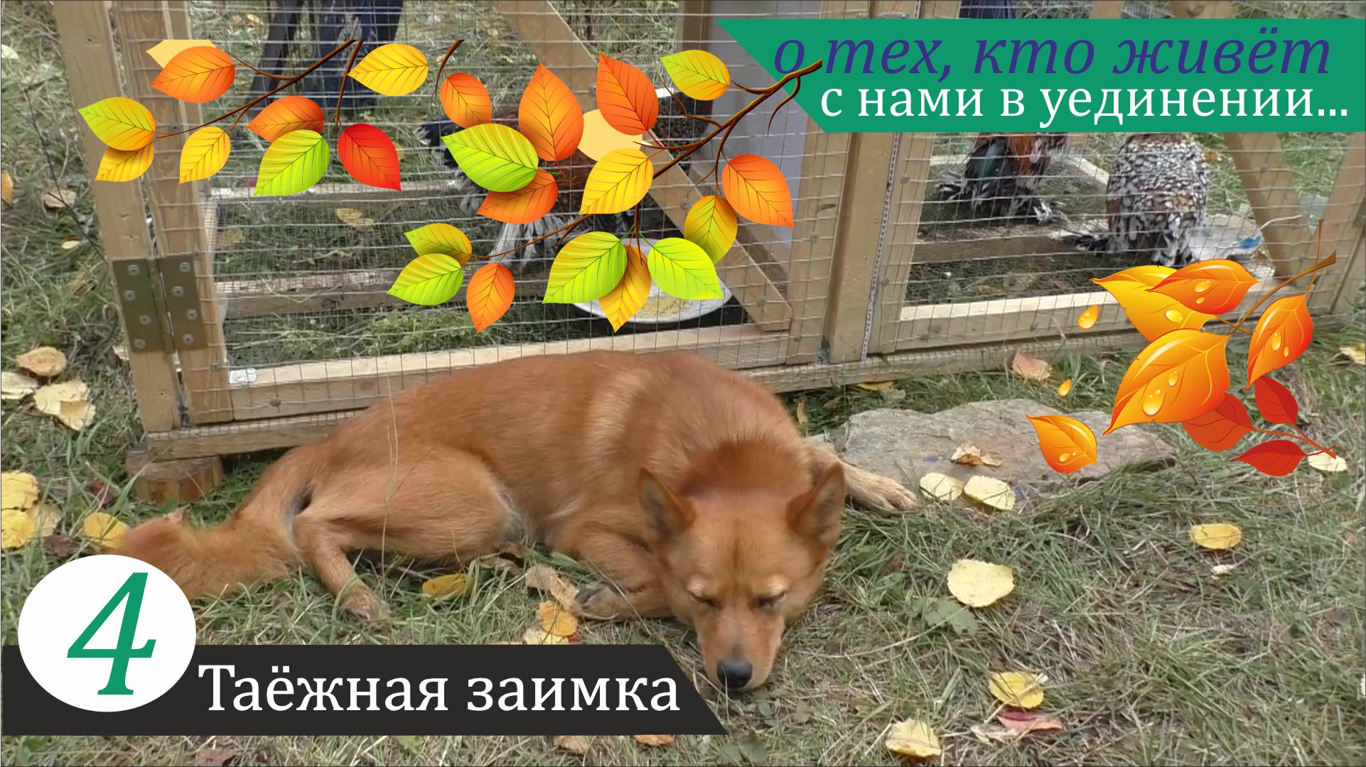 Четыре курочки и две собаки. Таёжная заимка, часть 4 смотреть онлайн