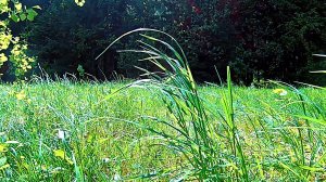 Весна. Звуки природы. Пение птиц в лесном массиве. Видео для отдыха.