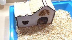 ПОДАРИЛИ ЖИВОТНОЕ!  / РАСПАКОВКА ПОДАРКА ОТ ПОДПИСЧИКОВ / Alisa Easy Pets