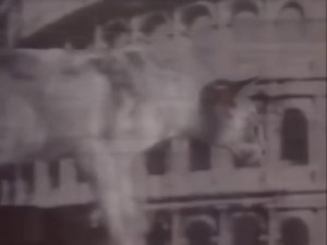 ВВС  Кошки - загадочные и таинственные представители семейства кошачьих