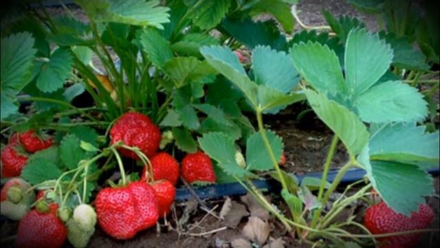 Клубника сорта королева Елизавета особенности выращивания и ухода смотреть онлайн