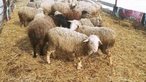 Вздутие живота у овец: причины, методы лечения|Тимпания у овец| Овцеводство