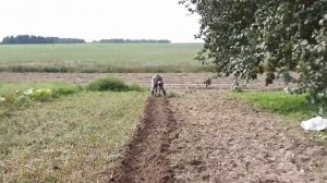 Копаем картофель мотоблоком, с помощью веерной картофелекопалки.