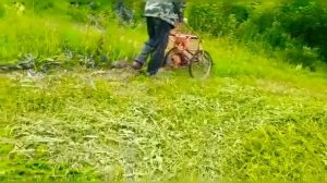 Косим траву. Результат Самодельной роторной косилки из бензопилы дружба.