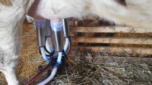 Доильный апарат Melasty. Сборка, дойка, промывка, отзыв