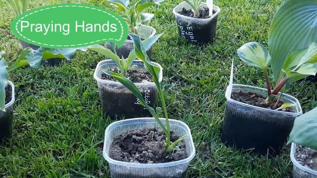 ХОСТЫ 2021. НОВИНКИ КОЛЛЕКЦИИ. ЧАСТЬ 6. смотреть онлайн