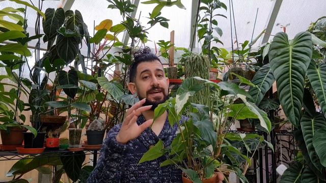 Syngonium Podophyllum Albo Variegata Care And Tips | Fast Growth | Avoiding Reversion