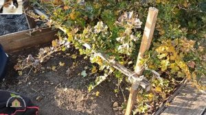 Как правильно обрезать крыжовник осенью для начинающих