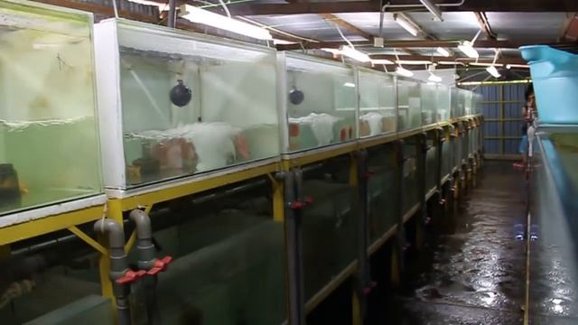Lucky Tropical Fish Farm the fastest changing water смотреть онлайн