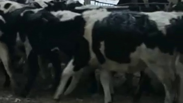 крупный рогатый скот смотреть онлайн