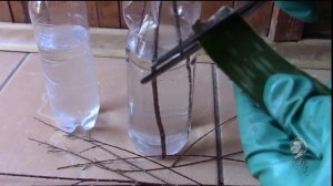 АЛОЭ ВЕРА ЗАМЕЧАТЕЛЬНЫЙ СТИМУЛЯТОР ДЛЯ РОСТА РАСТЕНИЙ!