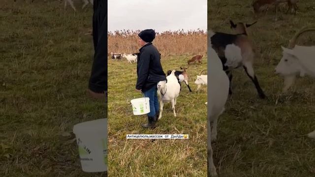 #ламанча #камори #нубийскиекозы #фермер #козы смотреть онлайн