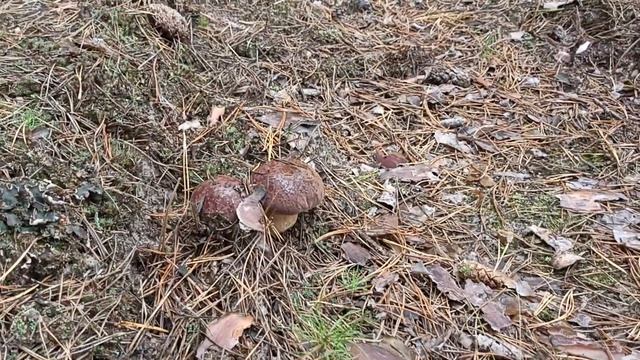 Сбор грибов на базе отдыха смотреть онлайн