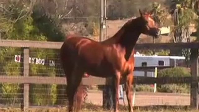 ML Scarlett Ohara смотреть онлайн