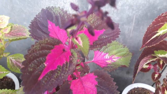 Varieties of Mayana/Coleus plants смотреть онлайн