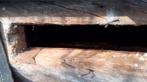 Дедовская колода- улей 90-100 лет.