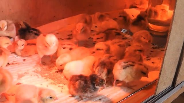 ПРАВДА О КОМБИКОРМЕ! Какой корм полезнее и продуктивнее. смотреть онлайн