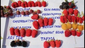 МАЛИНА ЛУЧШИЕ СОРТА