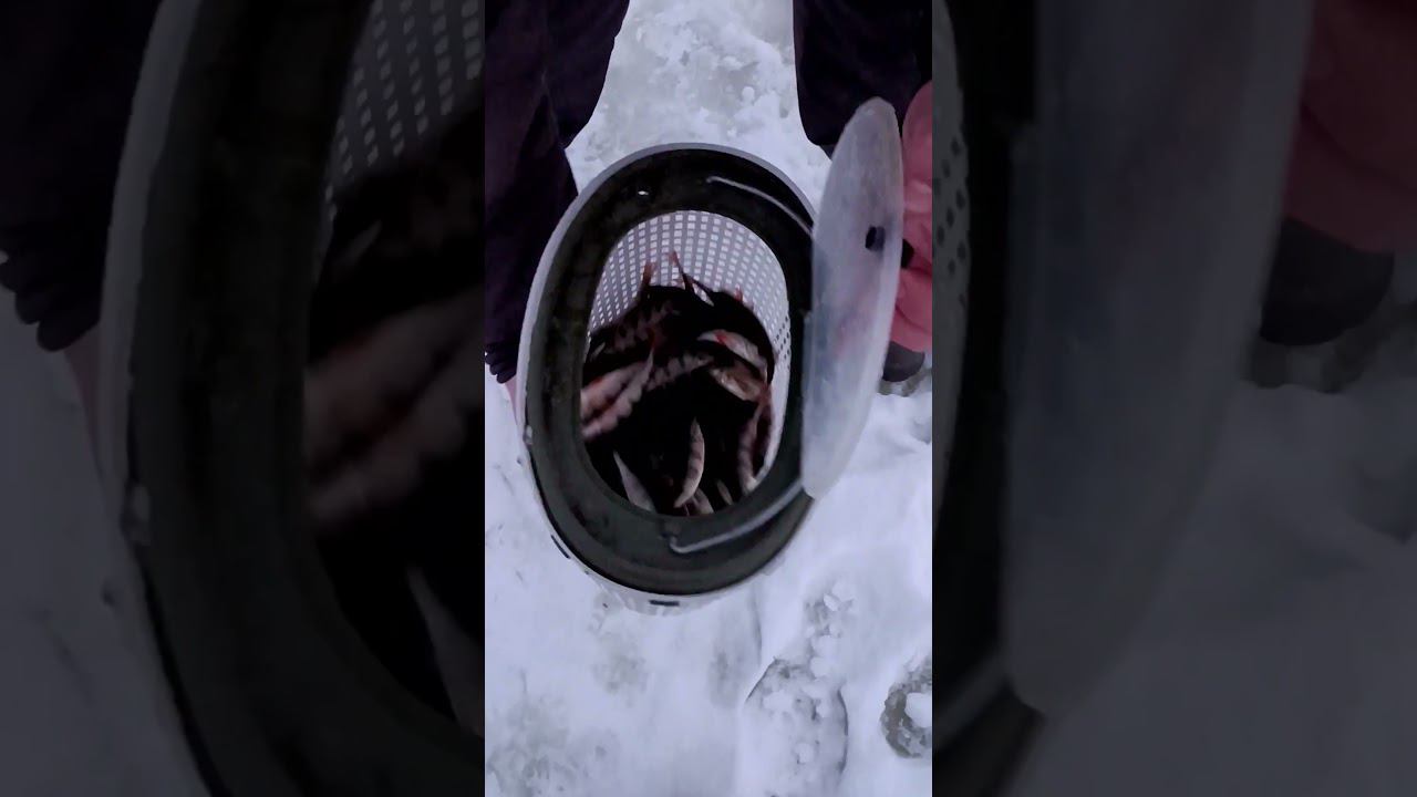 Наловили окуня на зимней рыбалке #рыбалка #fishing #fishingvideo #окунь #природа смотреть онлайн