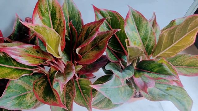 Aglaonema red lipstick plant in just 699 Rs including shipping all over india. смотреть онлайн