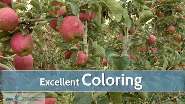 Ambrosia Apples смотреть онлайн