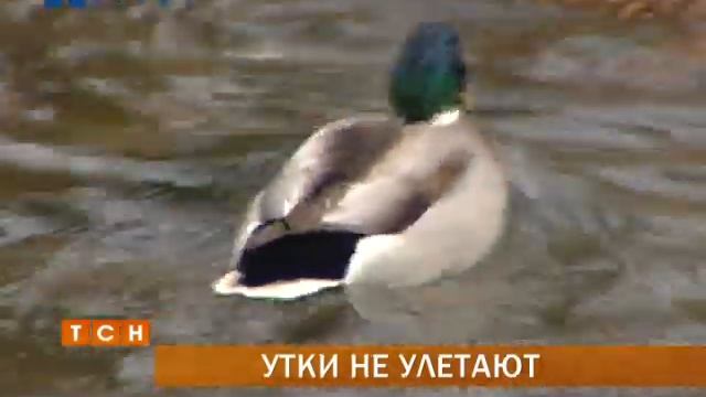 Пермские утки отказываются улетать в теплые края смотреть онлайн