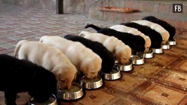 Школьник нашёл в траве новорождённого щенка, когда он вырос оказался породистой собакой смотреть онлайн