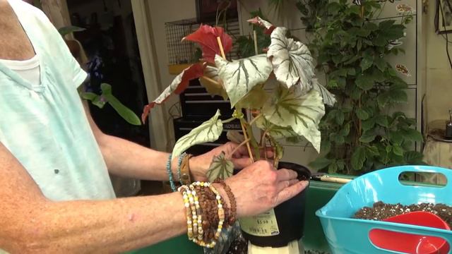 Begonia Looking Glass Care & Repot