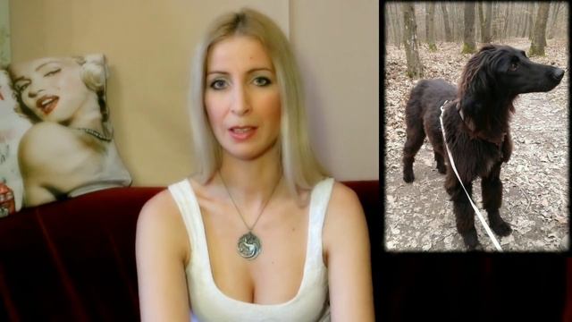 ➡⚠🐾A LEGRITKÁBB KUTYA, KUTYAFAJTA MAGYARORSZÁGON!!!🐾⚠⬅ Bemutató! собак: Кыргыз тайган Taigan смотреть онлайн