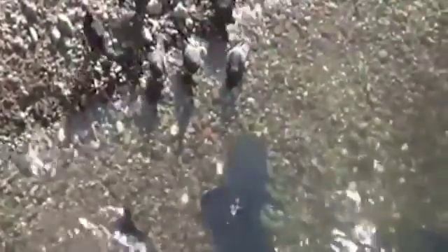 Рыба охотится на голубей на суше! Шок! На берегу находиться опасно - может скушать сом! смотреть онлайн
