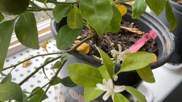 Октябрь. Цитрусы:. Мандарин. Лимон сорт Мейер. Лайм.Citrus. Calamondin. Lemon Meyer. Eustis Limequa