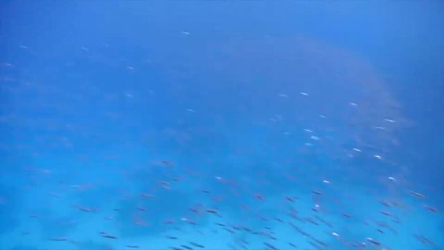 Dancing Fish смотреть онлайн