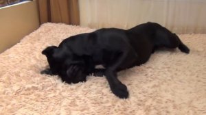 Что делает утром собака Кане Корсо? #canecorso