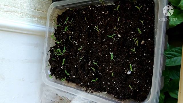 Обзор рассады баклажанов, перца, лука, лаванды, дельфиниума и прочих на 02.04.2021. Паутинный клещ. смотреть онлайн