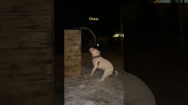 Вот почему 😅😂 #амстафф #смешнаясобака #танец #собака #красноярск смотреть онлайн