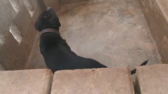 World's Most Dangerous Dog | American Pitbull Breeding Owners Review Urdu/Hindi #dog #love #pakista смотреть онлайн