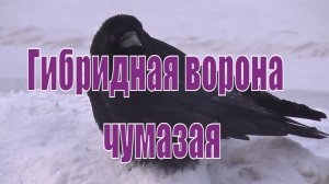 Гибридные вороны возле вокзала Новосибирск Главный. Новосибирск. Чумазая ворона.