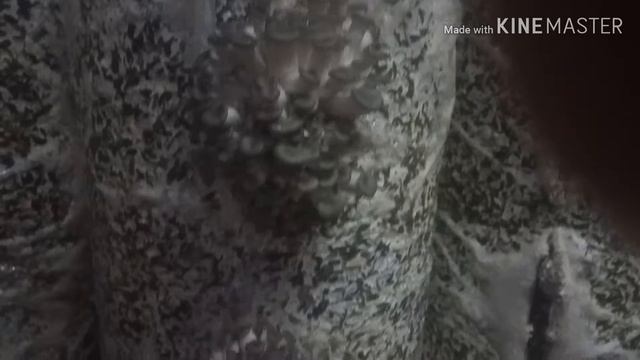 Вешенка. От примордий до грибов. Рост грибов. Домашняя вешенка. смотреть онлайн