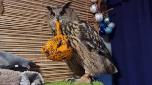 Сова Ёль хочет в Ыб! Потому что там её Местечко!