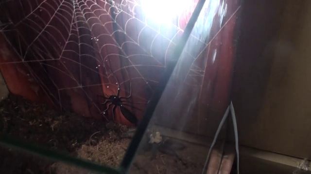 Посетили с Настюшей выставку пауков смотреть онлайн